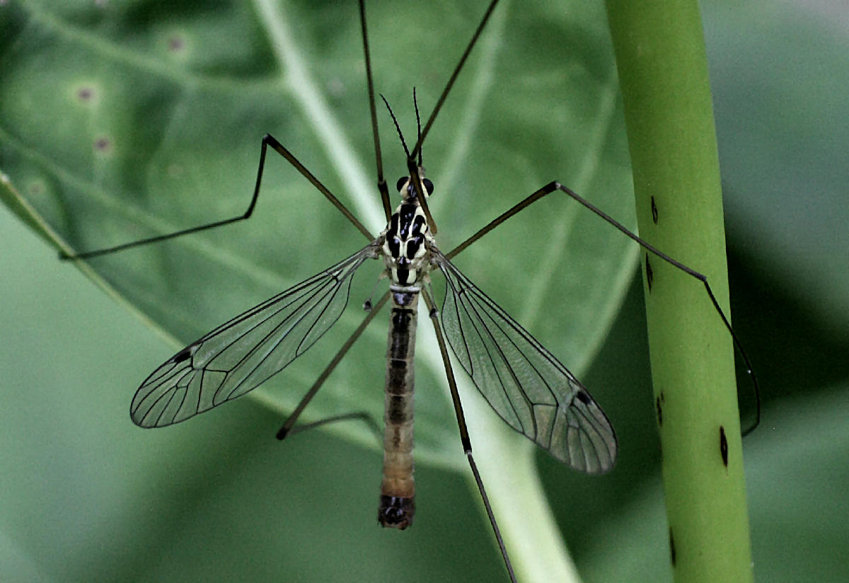 Tipula sp. ??